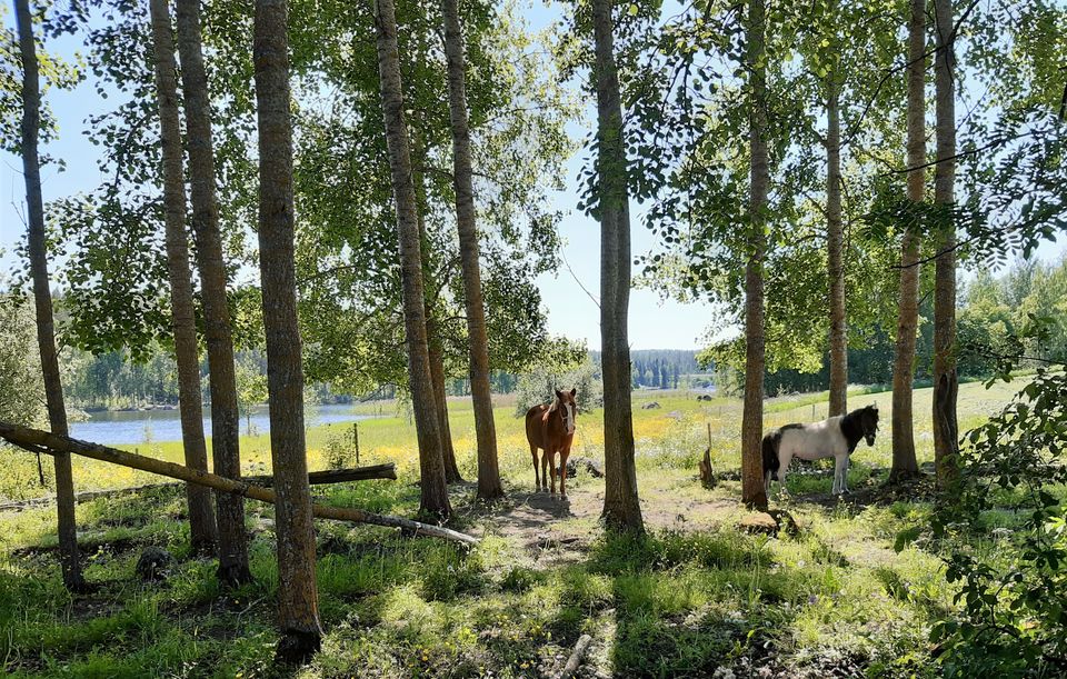 Hevosia metsäisellä laitumella. Hevoset laiduntavat perinneympäristöä.