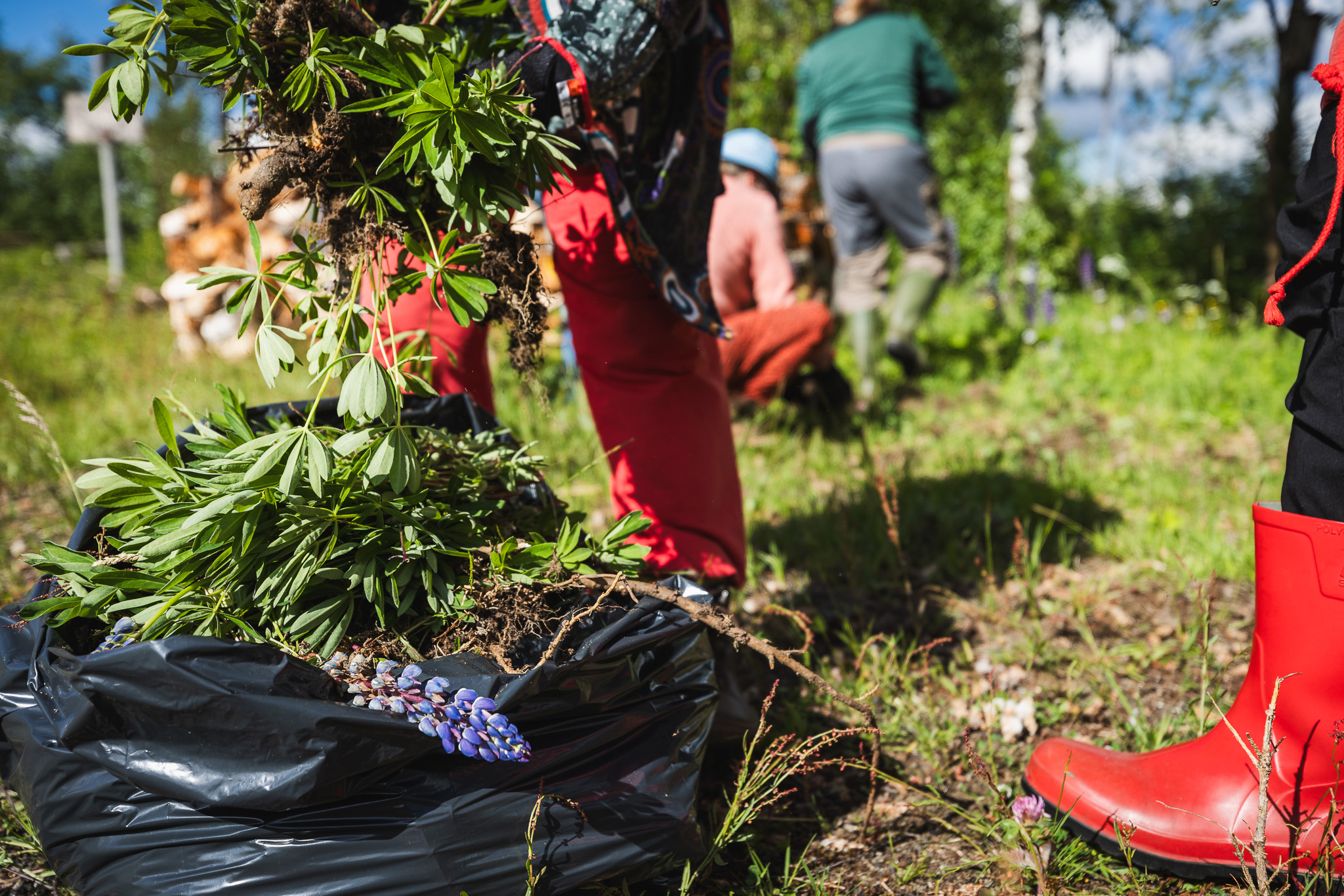 Kuvassa etualalla jätesäkki, jossa lupiineja. Taustalla ihmisten jalkoja ja punaisia kumisaappaita jaloissa.
