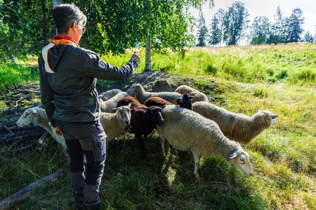 Kuvassa näkyy nainen ja lammaslauma laitumella.
